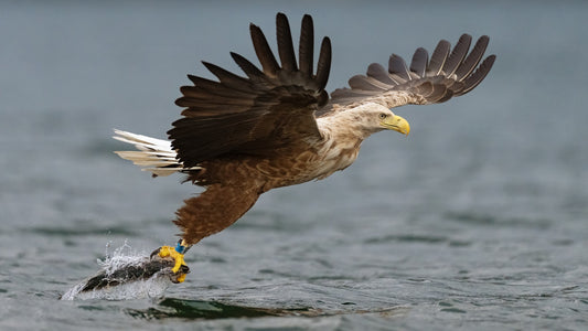 Fish by head