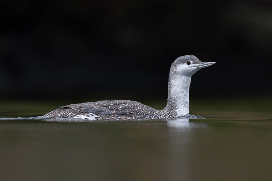 Glide of the Silverspeck