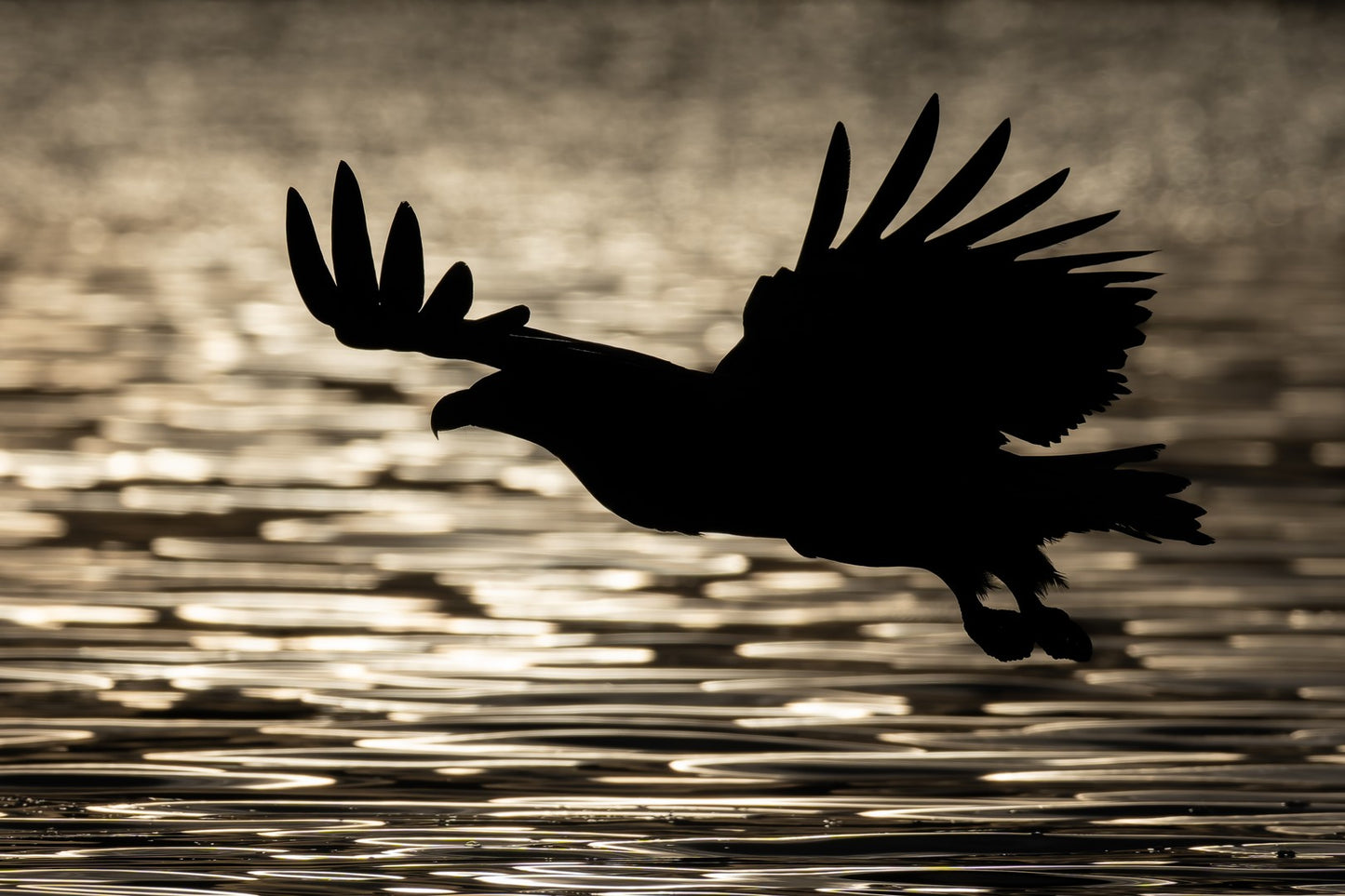 Eagle silhouette