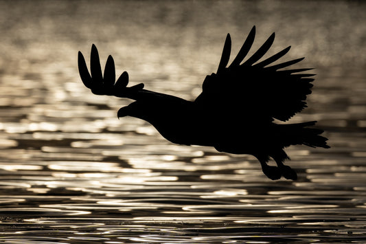 Eagle silhouette