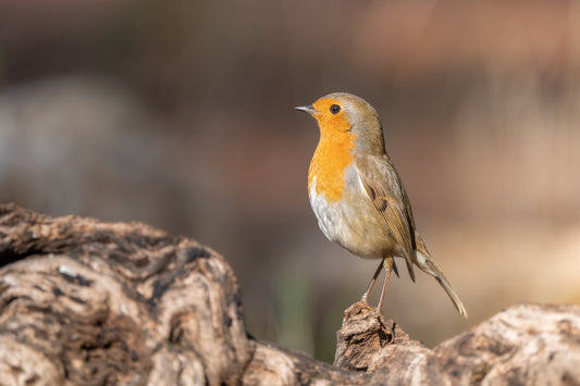 Robin from left