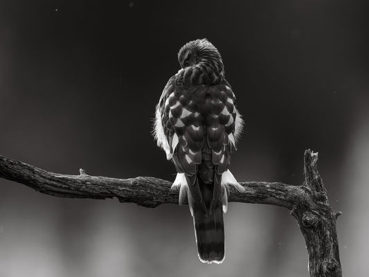 No beak for you