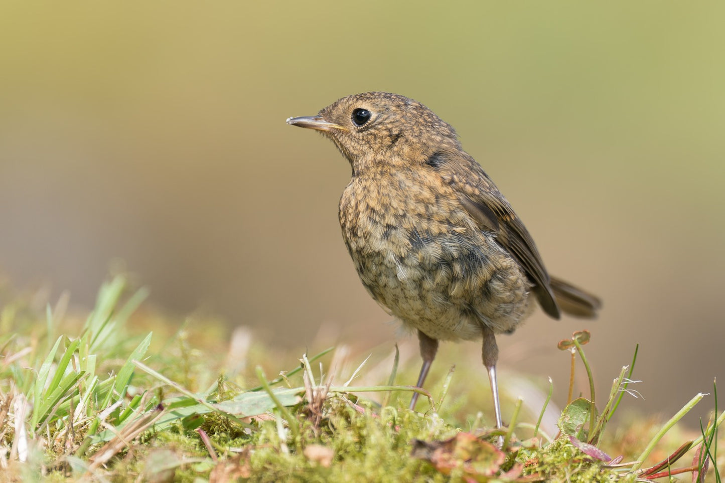 Young robin