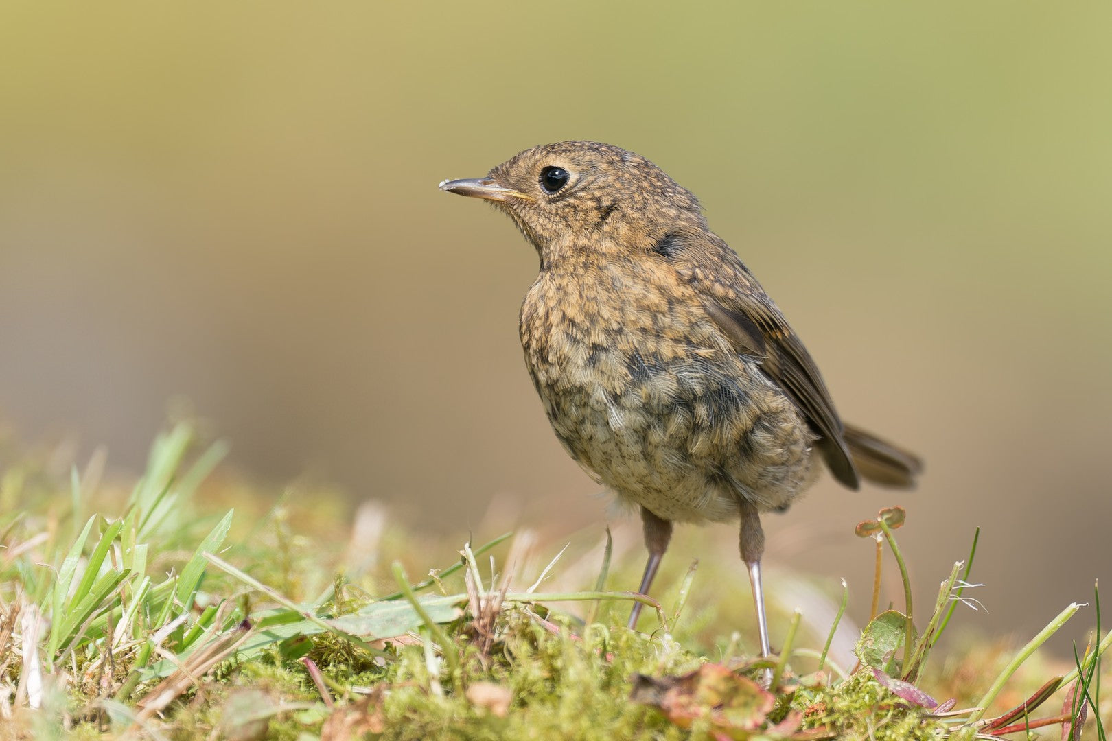 Young robin