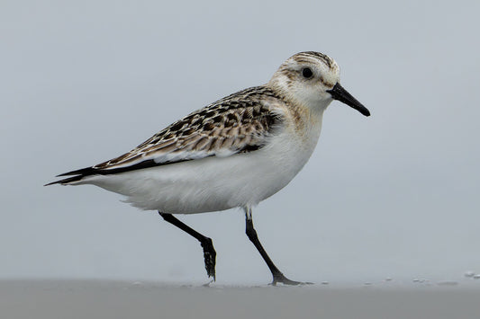 Low bird