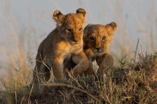 Two siblings