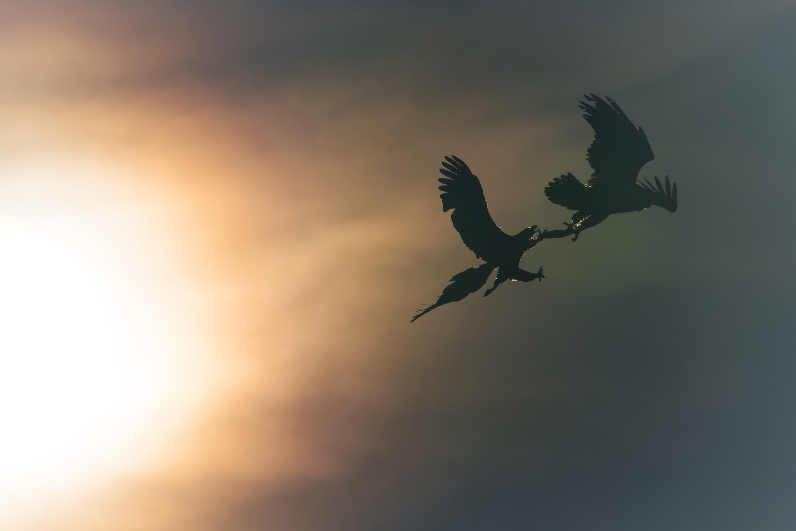 Fighting in the sun