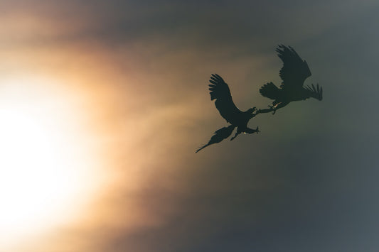 Fighting in the sun