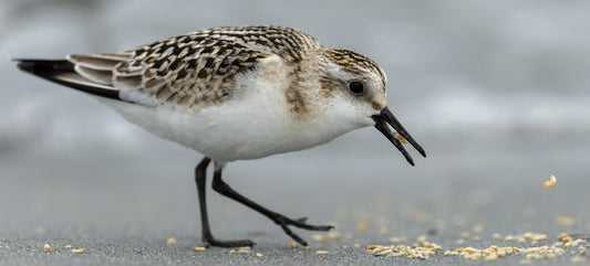 Feeding before flying