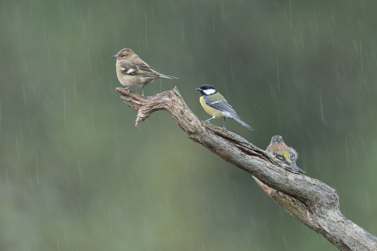 Three wet birds