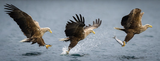 triple catch