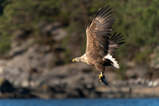 Feeding from the sea
