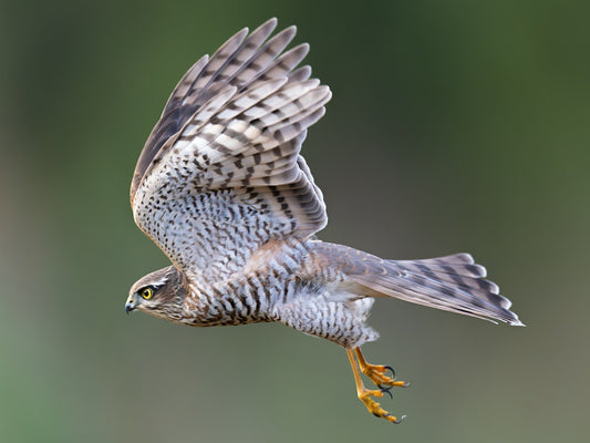 Flaps