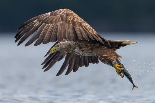 Claws in fish