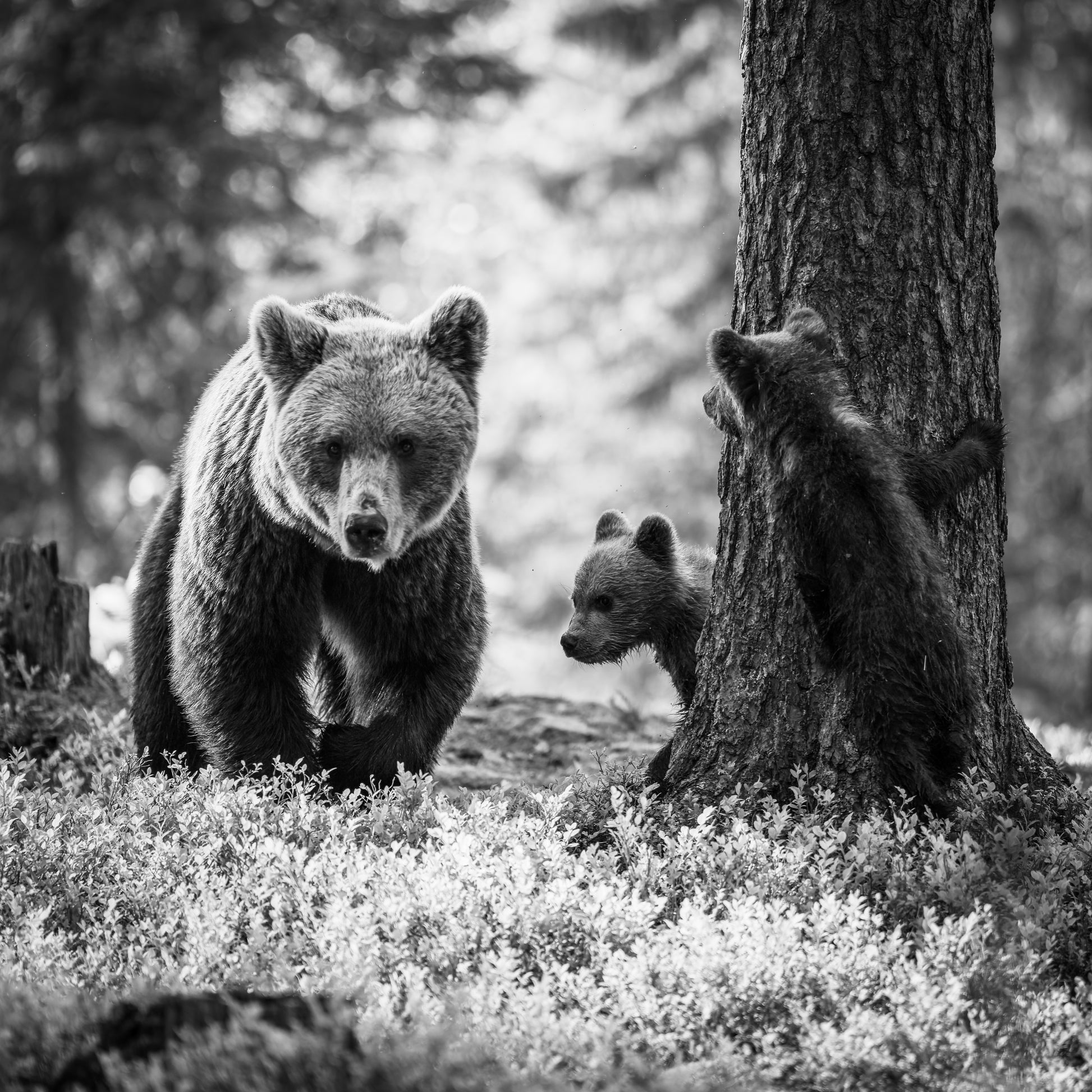 Family gathering - other